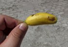 Dudu Bananinha é punido por ataque misógino