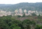 Fazendeiros jogam agrotóxico sobre Amazônia para acelerar desmatamento