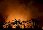 La Amazonia se acerca a su punto de inflexión: pasaría de selva a sabana