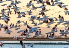Aves de destruição maciça, nova arma do Pentágono