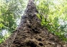 A recém-descoberta árvore mais alta da Amazônia que corre risco de desaparecer