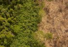 Como empresa dos EUA e “gigante do açúcar” brasileira criaram o maior esquema de compra de terra ilegal
