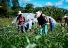 Novo Plano Safra: agricultura familiar forte é ferramenta contra fome, machismo e racismo
