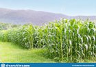 Por que há montanhas de milho ao relento no interior do Brasil