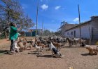 Belo Horizonte tem população de 48 mil animais de rua