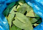 Cultivo da folha de coca chega perto dos EUA, o maior consumidor mundial