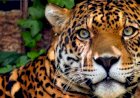 Onças-pintadas estão sendo 'expulsas' da Mata Atlântica pela ação humana, mostra estudo