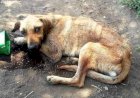 Nova lei do DF proíbe tratamento de animais como “coisas”. Entenda
