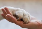 Reencarnação: o que acontece com a alma dos animais após a morte?