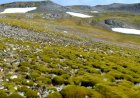 Antártida verde: imagens de satélite mostram efeitos do aquecimento