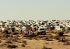 Frente Polisario: ONU desmonta narrativa do Marrocos