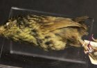 “Como uma única gata causou a extinção de uma espécie inteira do planeta Terra”