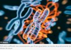 As 8 milhões de mutações inéditas encontradas no DNA do povo brasileiro