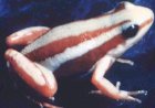 A arma do crime: veneno de sapo