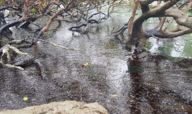 A importância dos mangues, ainda ameaçados por Salles