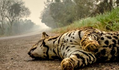 A ganância e a idolatria ao dinheiro transformaram o Pantanal em terra arrasada. Entrevista especial com Teobaldo Witter