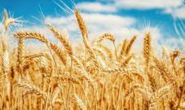 Antes do Agro, Brasil era grande importador de alimentos? Pera lá que não é bem assim