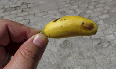 Dudu Bananinha é punido por ataque misógino