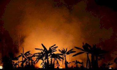 La Amazonia se acerca a su punto de inflexión: pasaría de selva a sabana