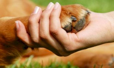 Em Gaza, um herói dos animais abandonados