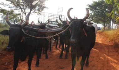 “Direita jurássica” quer Brasil atrasado e exportador de produtos primários