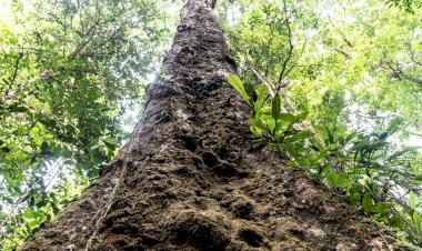 A recém-descoberta árvore mais alta da Amazônia que corre risco de desaparecer