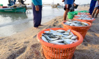 Fiocruz avisou governo Bolsonaro sobre peixes contaminados por mercúrio