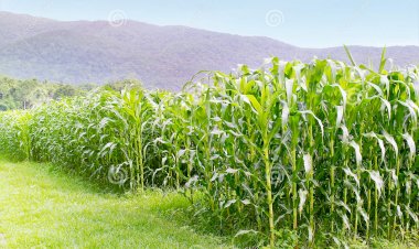 Por que há montanhas de milho ao relento no interior do Brasil