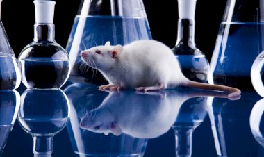 Estudo da USP identifica relação entre hormônio do crescimento e ansiedade