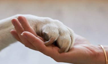 Reencarnação: o que acontece com a alma dos animais após a morte?
