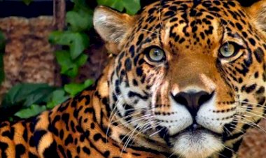 Assassinos de onças-pintadas: população de animais em floresta de SP cai 77% em uma década