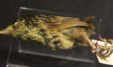 “Como uma única gata causou a extinção de uma espécie inteira do planeta Terra”