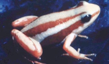 A arma do crime: veneno de sapo