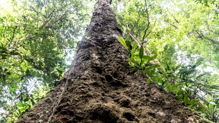 A recém-descoberta árvore mais alta da Amazônia que corre risco de desaparecer