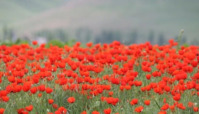 O civismo e as utopias públicas