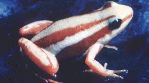 A arma do crime: veneno de sapo